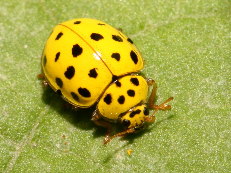 20 kinds of ladyBirds Weird and wonderful news library