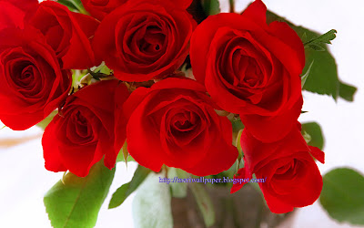 beautiful rose wallpaper collection