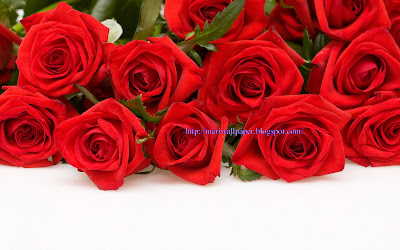 red rose wallpaper,photos,images