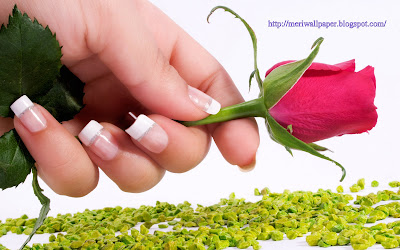 beautiful red roses wallpaper,photos,image