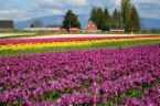 a garden of pretty tulips