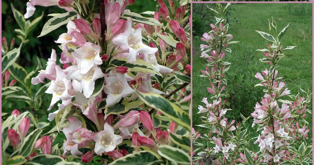 Urban Landscape Native Landscape Shrubs For Sun