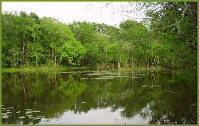 Stubblefield Lake, Sam Houston National Forest, Texas