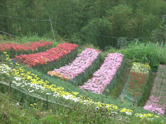 Flower garden in Babag Uno