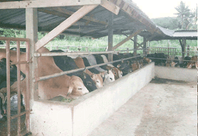 KOPERASI GRADUAN UiTM (SEGAMAT,JOHOR)......: TERNAKAN LEMBU