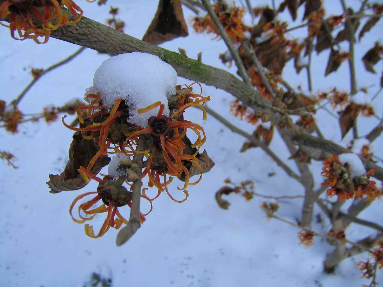 [witch+hazel.jpg]