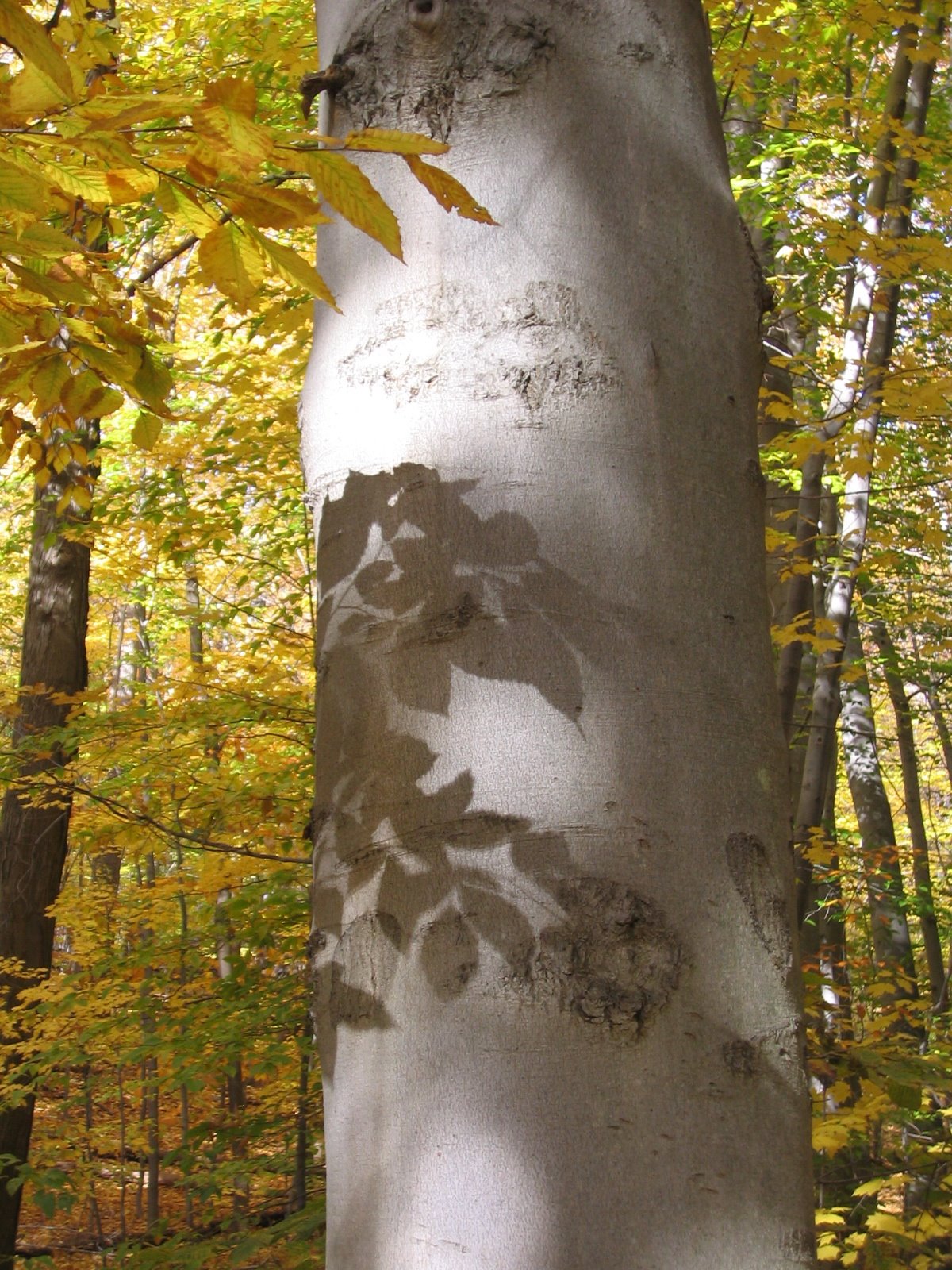 [Hiddenbooke+yellow.jpg]