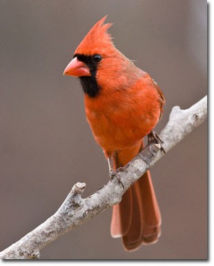 [GBBC+by+Judy+Howle.jpg]