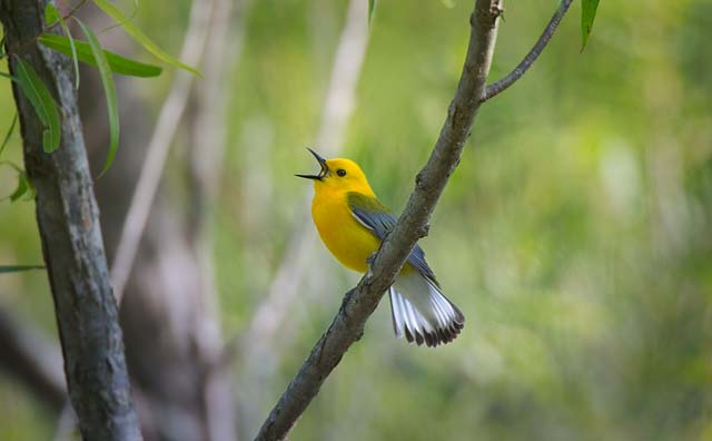 [Prothonotary-Warbler_623.jpg]