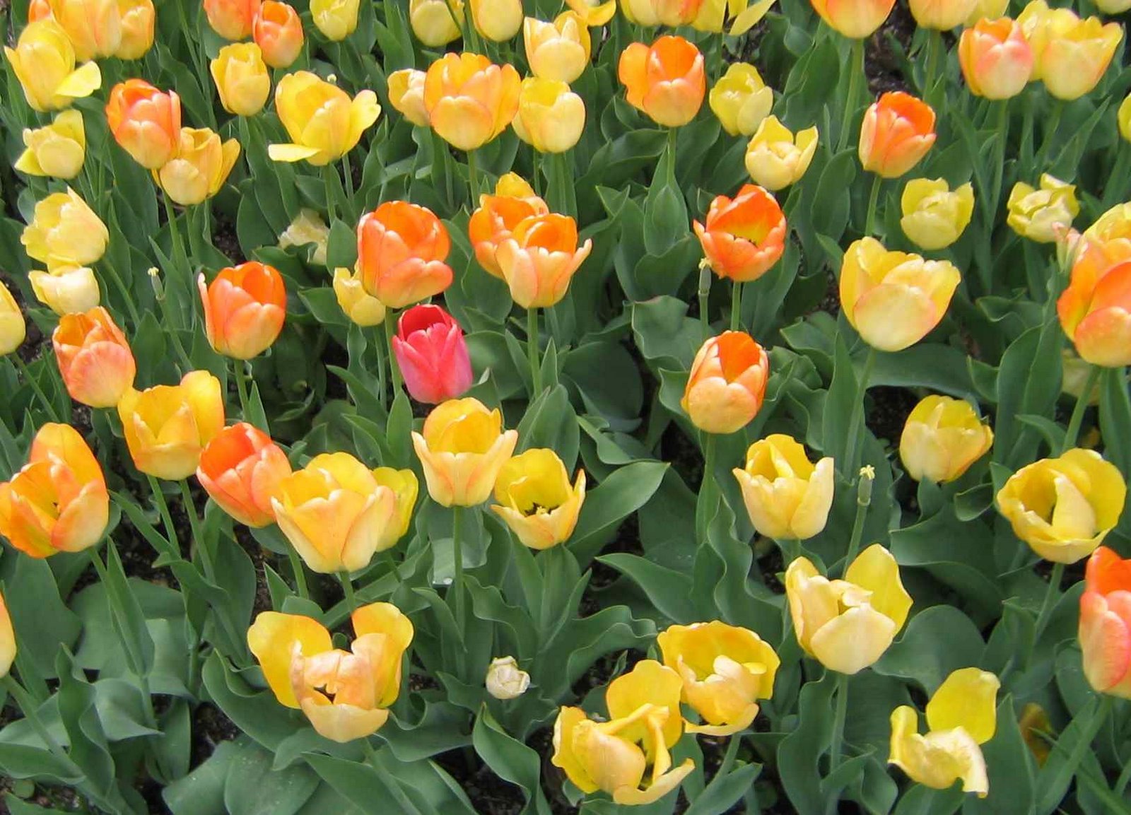 [tulips.jpg]