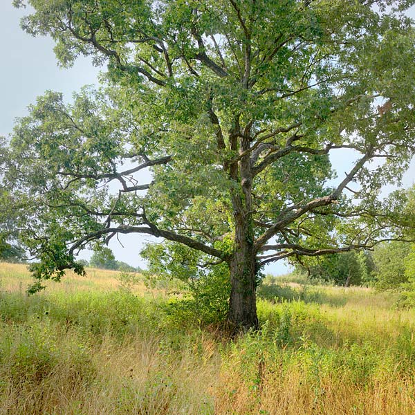 [White-Oak_8634.jpg]