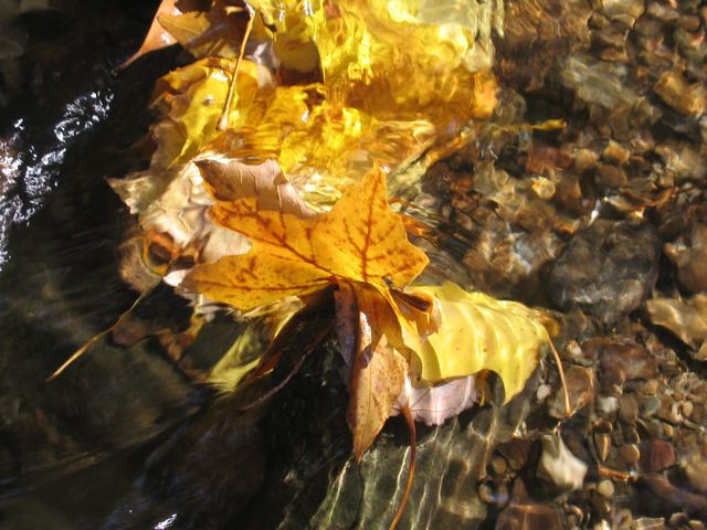 [hiddenbrooke-leaf.jpg]