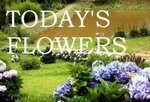 Today's Flower - Sunday