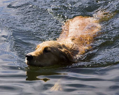 [swimmingdog.jpg]
