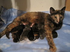 Pru and her Kittens