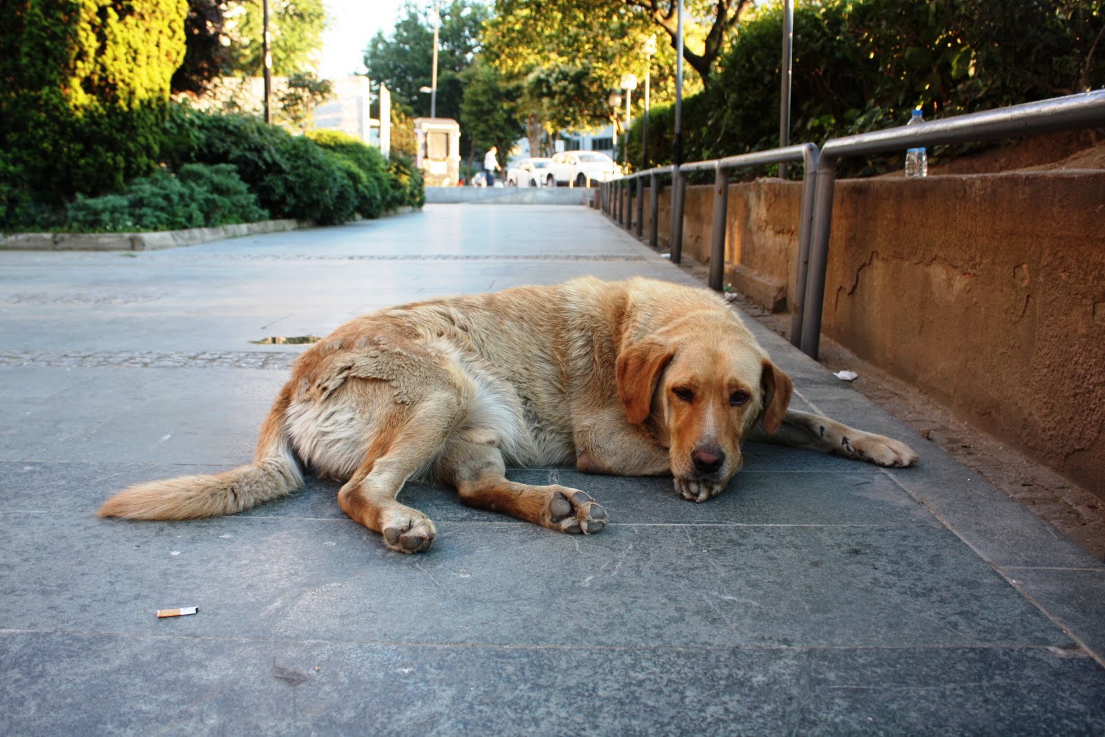 Sanatsever Köpek İstanbul Gezentisi