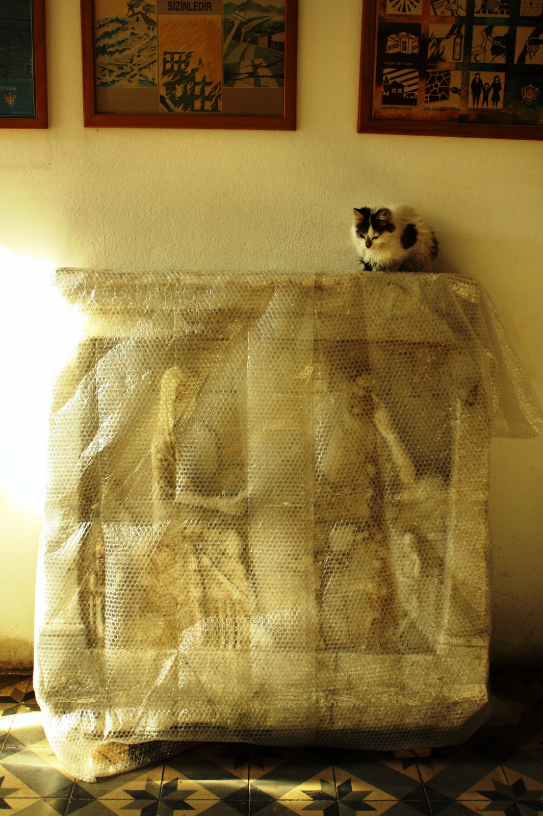 İstanbul Arkeoloji Müzesi Kedileri I İstanbul Gezentisi