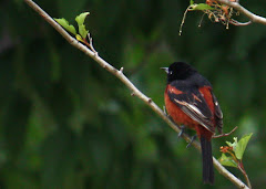 ORIOLE