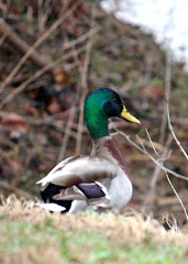 Big Headed Mallard