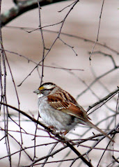 White-throated sparrow