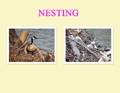 NESTING