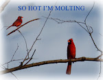 SO HOT I'M MOLTING