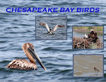 CHESAPEAKE BAY BIRDS