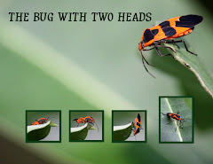 THE BUG WITH TWO HEADS