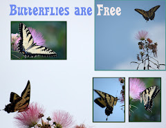 BUTTERFLIES ARE FREE