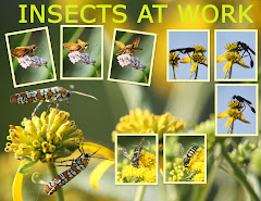INSECTS AT WORK