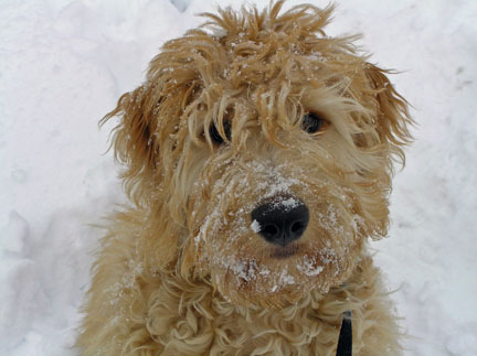 goldendoodle mini puppies. miniature goldendoodle dogs.