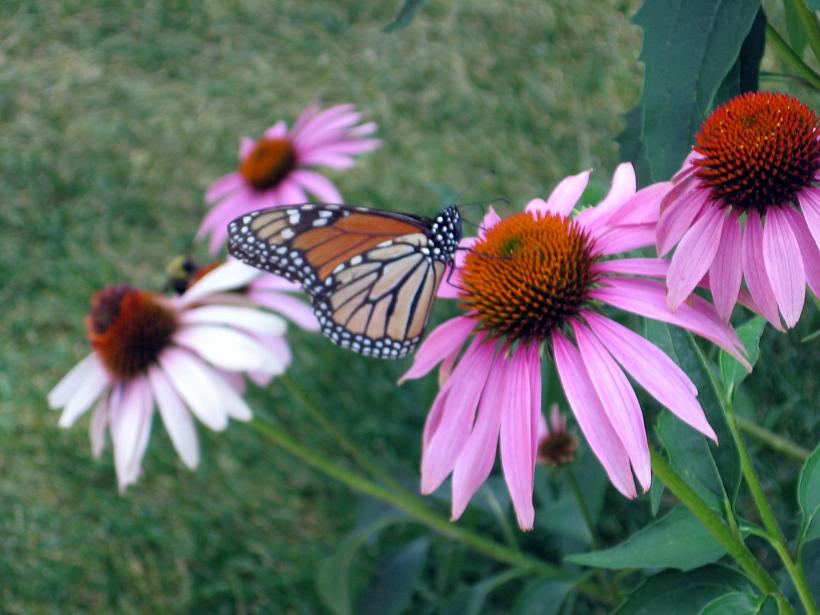 [Monarch+01.JPG]