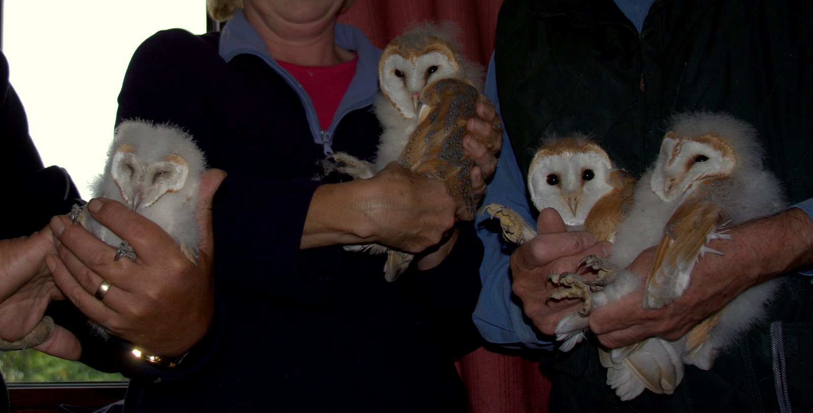 [Four+late+barn+owlets+nesting+in+Farm+house+Somerset.jpg]