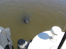 Curious manatee in East River