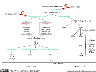 Mediadores lipídicos de la inflamación síntesis de prostanoides esquema
