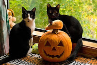 Halloween Kittens Pictures