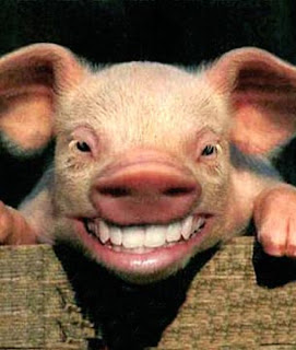 chancho.jpg