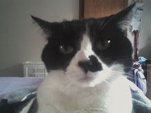 Our Cat