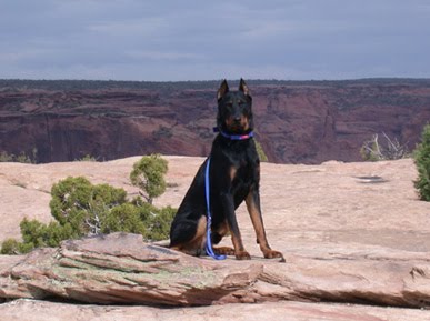 Lunar K9 - JJ