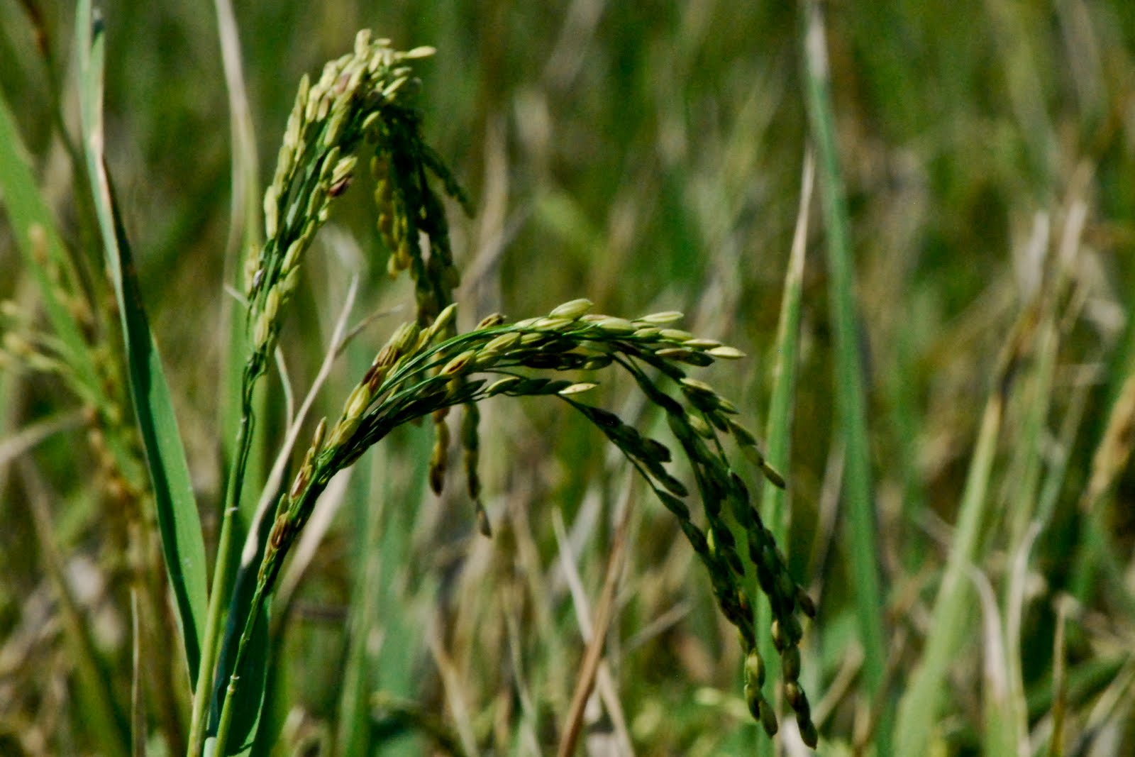 COLOR OF A FREEMAN: Palay