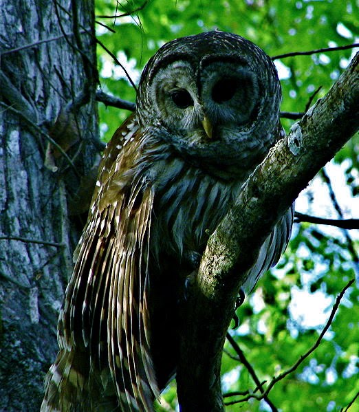 [522px-Hontoon_Dead_-_Barred_Owl.jpg]