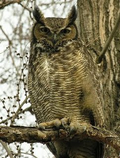 [Great+Horned+Owl2.jpg]