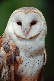 [wildlife_barn_owl.jpg]