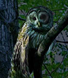 [522px-Hontoon_Dead_-_Barred_Owl+copy.jpg]