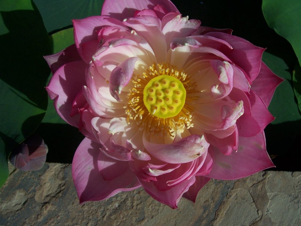 [100_2421_1024x768.jpg]