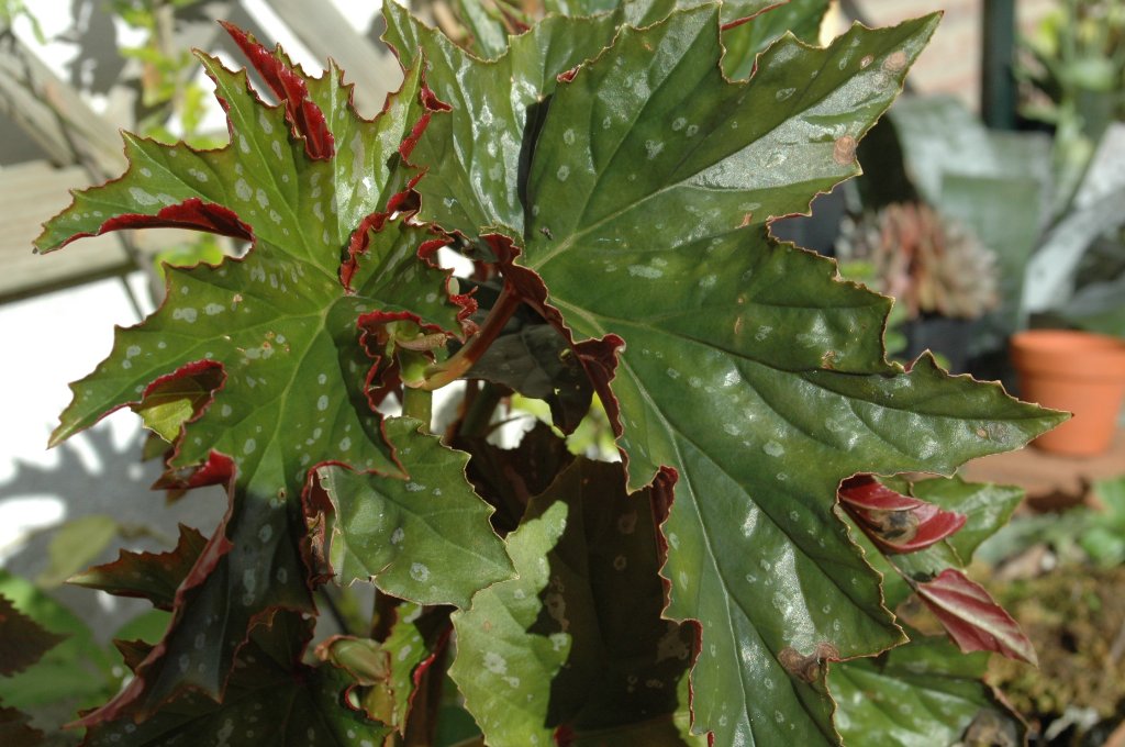 [DSC_7195_1024x680.jpg]