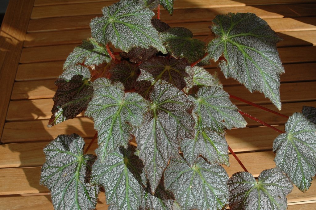 [DSC_7197_1024x680.jpg]