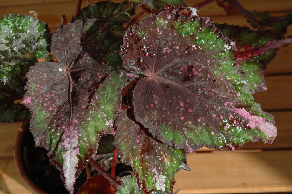 [DSC_7212_1024x680.jpg]