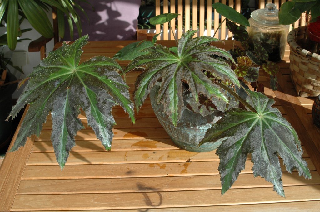 [DSC_7214_1024x680.jpg]