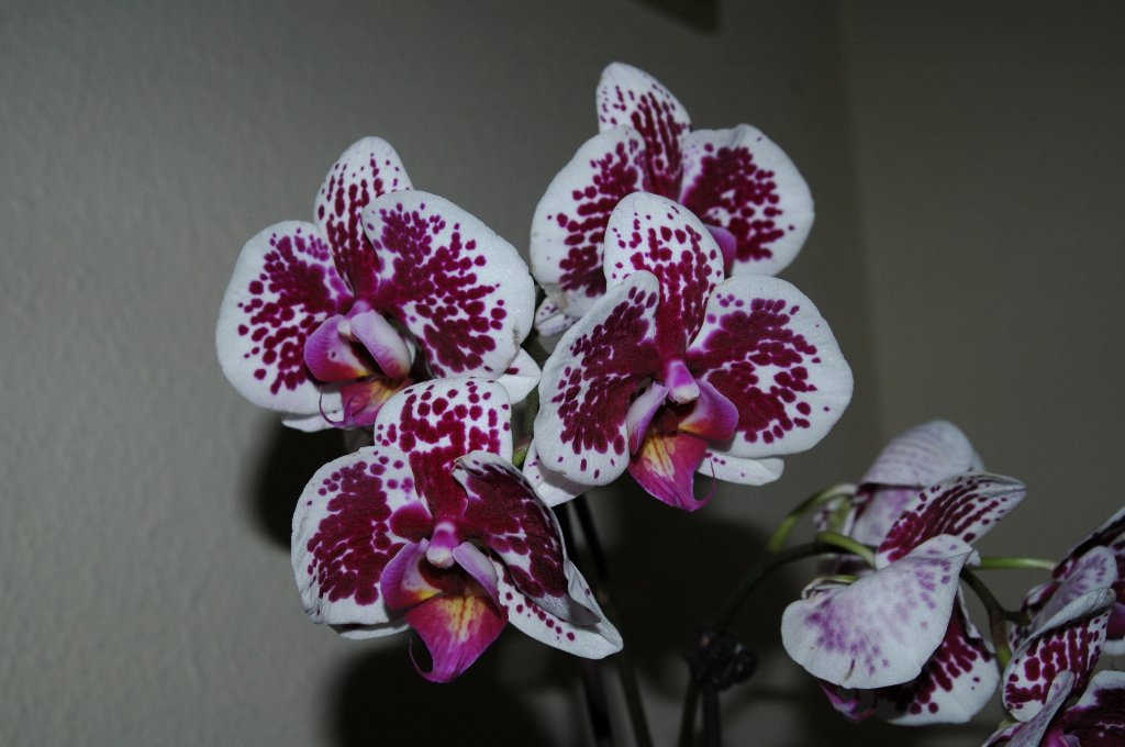 [DSC_7030_1024x680.jpg]